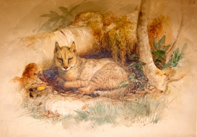 Egyptian Cat, 1851-69 by Joseph Wolf